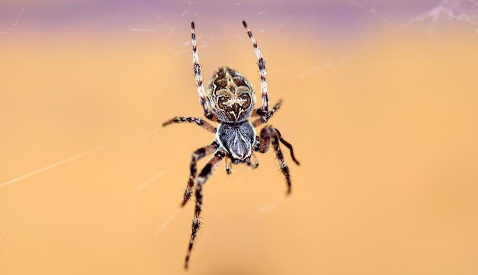 Spider Araneus Cobweb Close