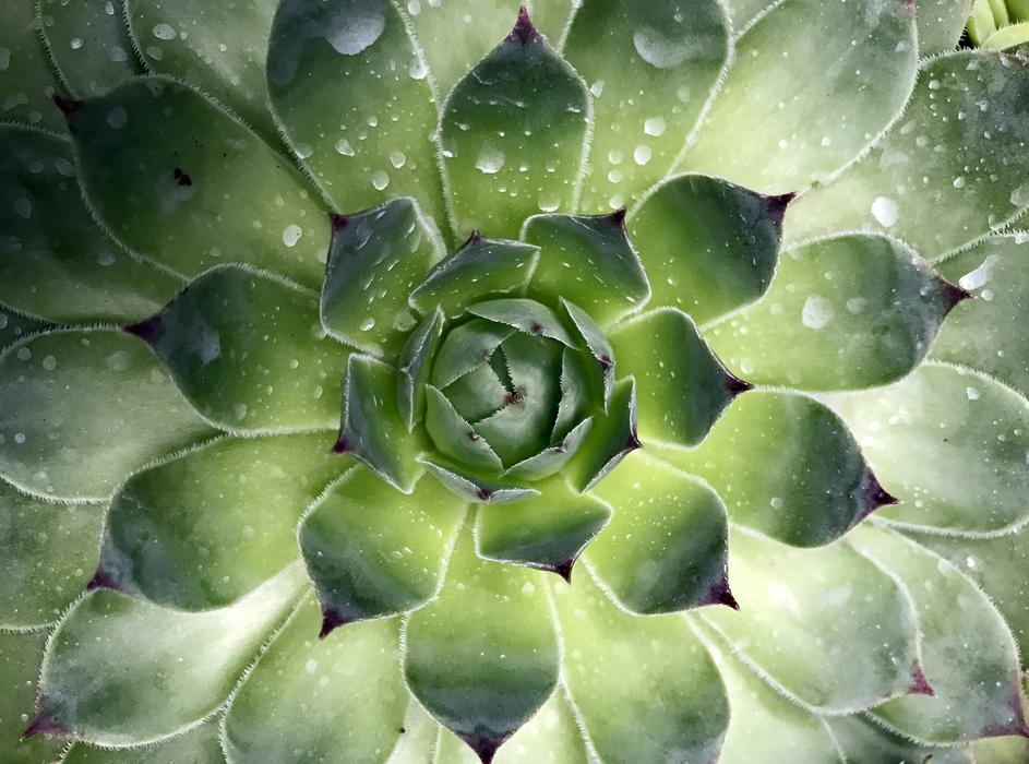 Singapore Succulent Plant