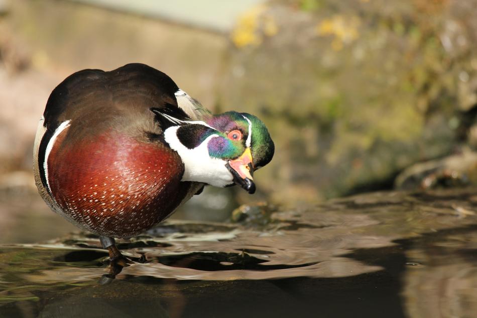 Duck Wood Wildl