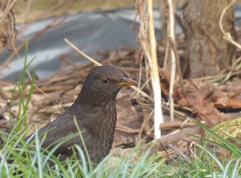 Blackbird Bird Nature