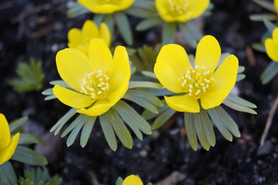 yellow flowers in grandma garden