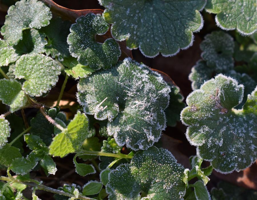 Frost On Leaves Spring Leaf