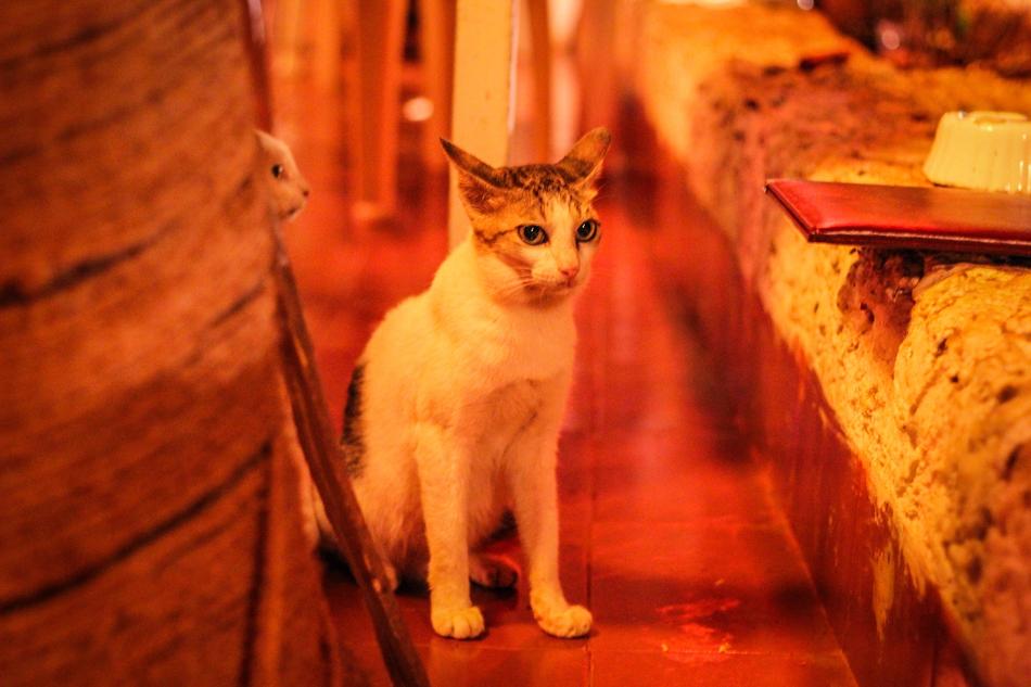 Cat Night Cute
