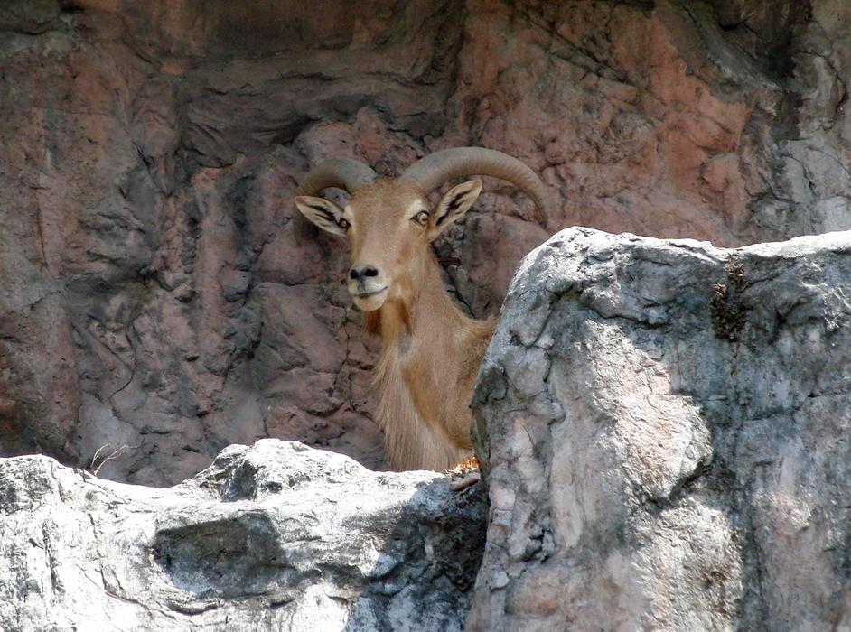 Barbary Sheep Ammotragus Lervia