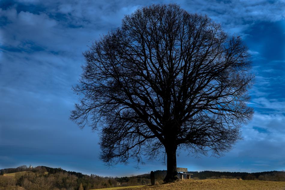 large autumn tree against a blue sky
