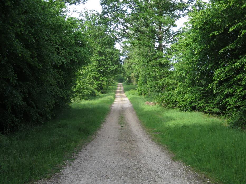 Trail Hiking