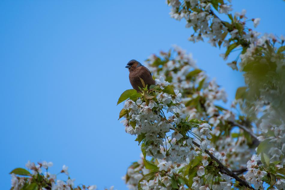 Bird Tree Flowers
