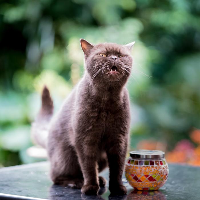 British Shorthair Cat
