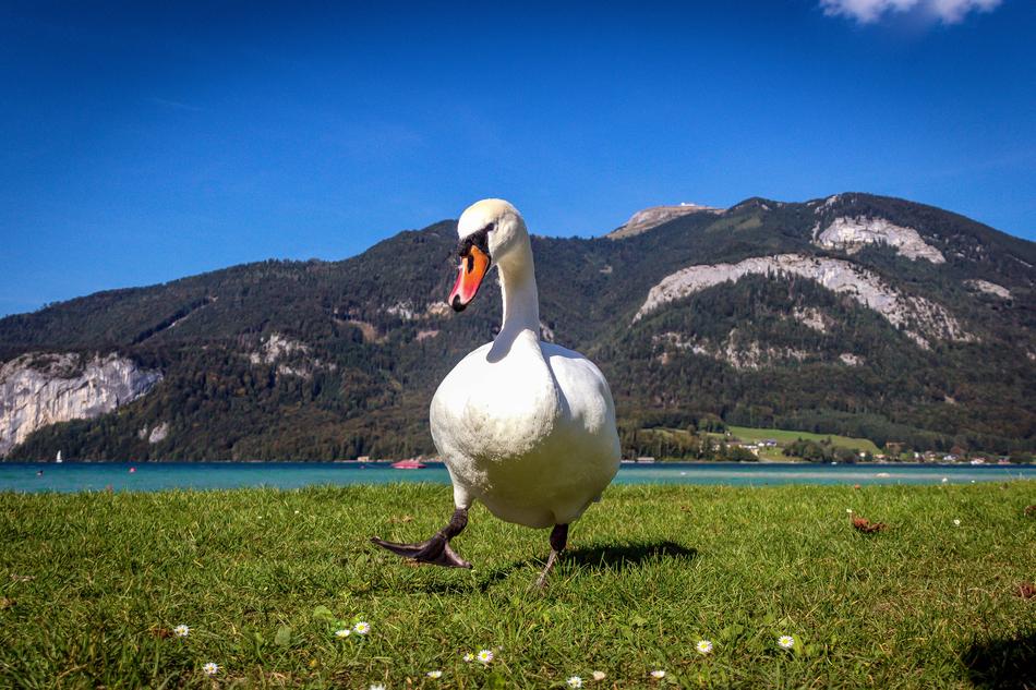 white duck in the field