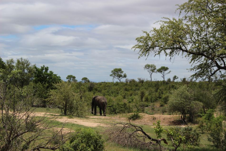 elephant on safari