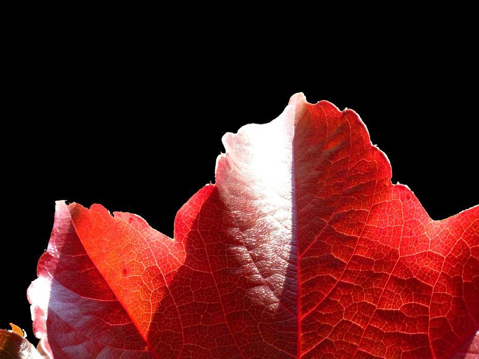 red beautiful autumn leaf