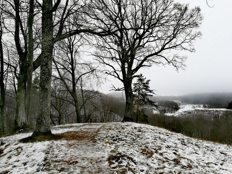 winter trees in the snow