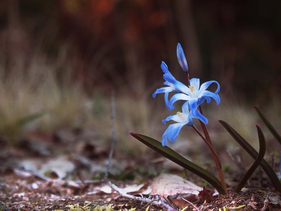 pretty blue flower