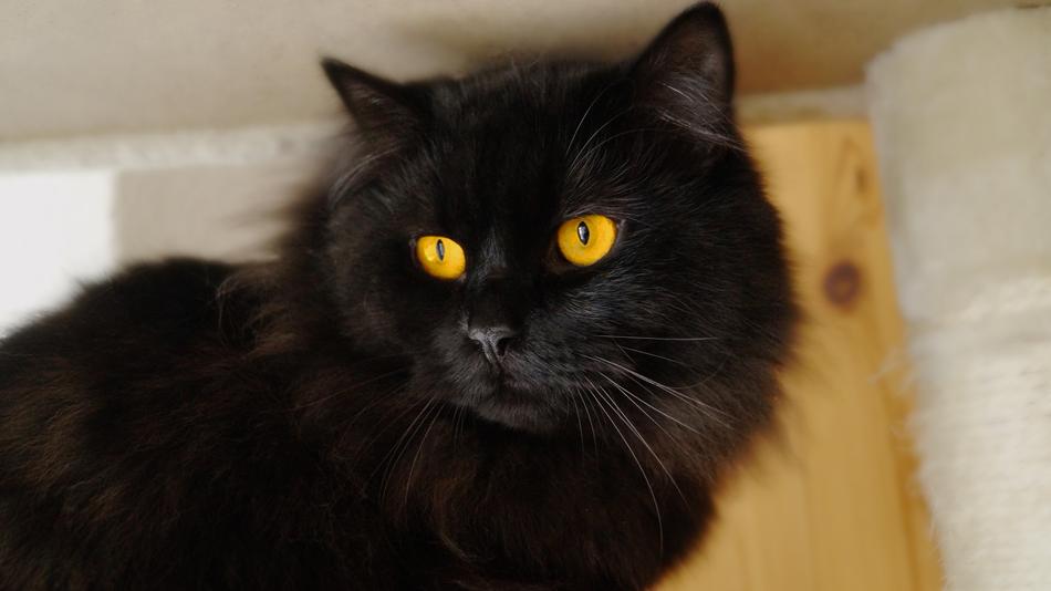 Cat Black View