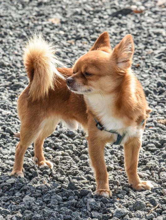 Dog Cute Farm