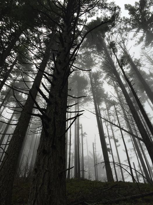 misty morning forest