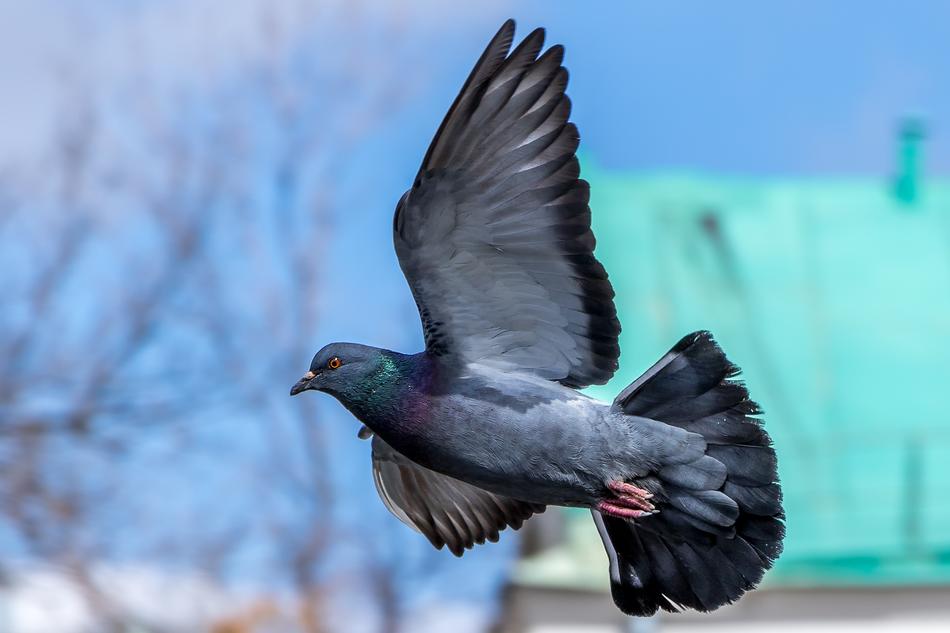 Bird In Flight