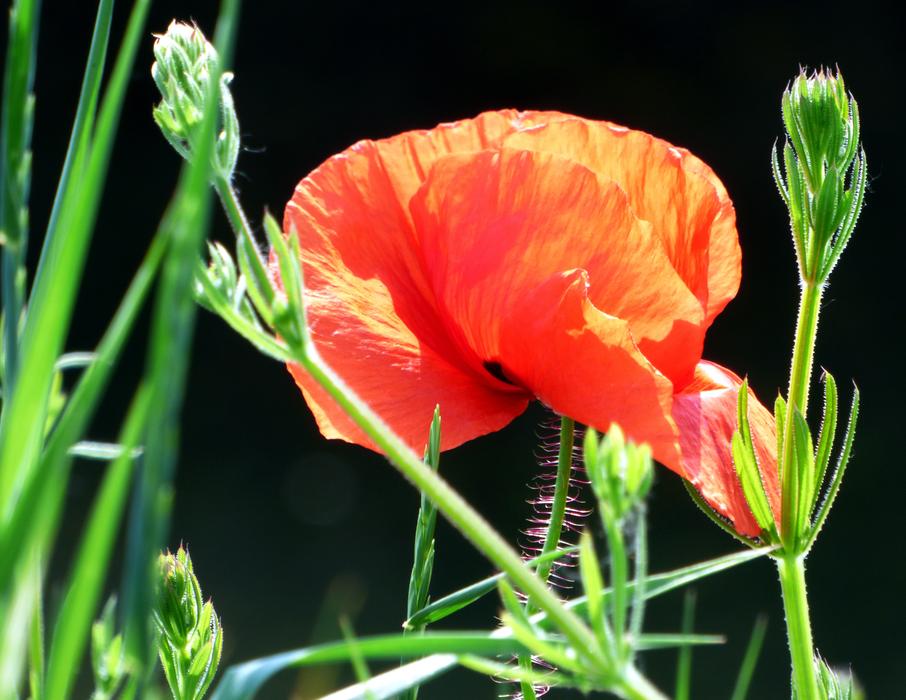 Poppy Flower Red