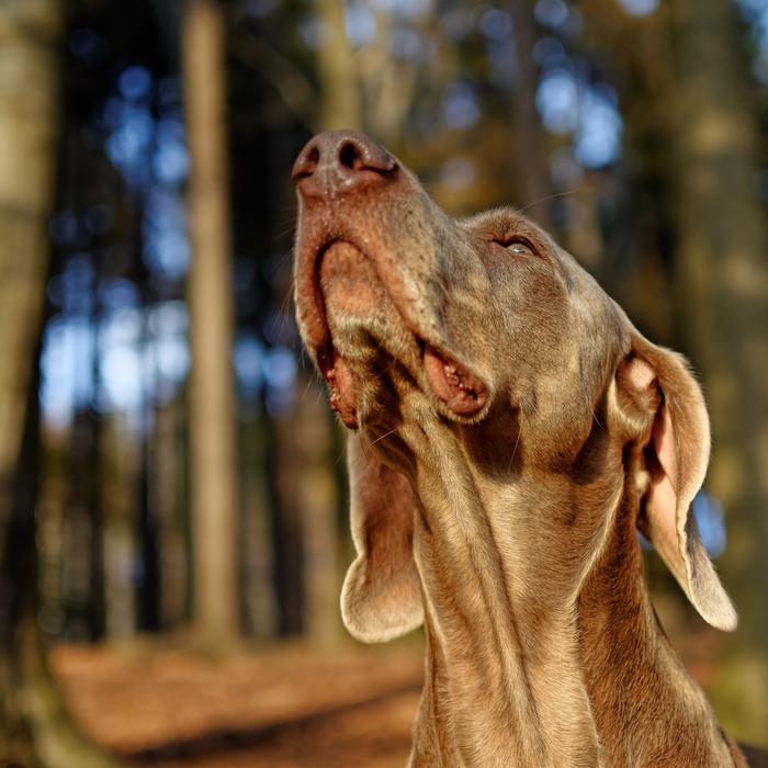 Dog Weimaraner Portrait