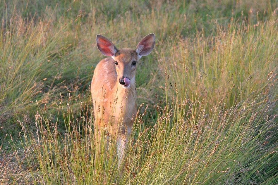 White Tailed Deer Doe Wildlife