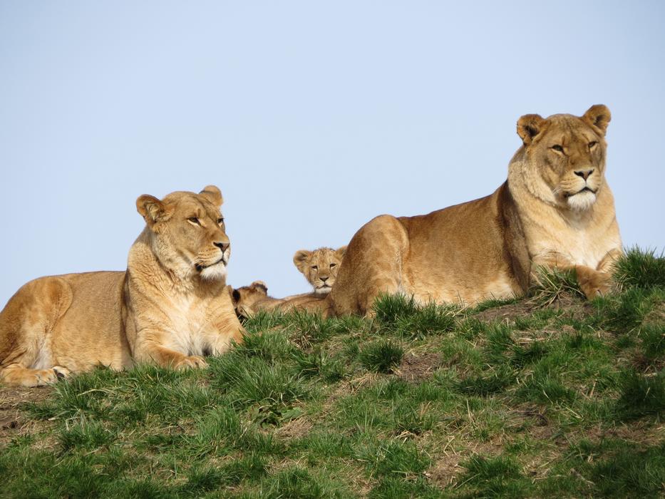 Lion Young Cub