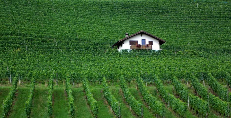Green Winyard Swiss