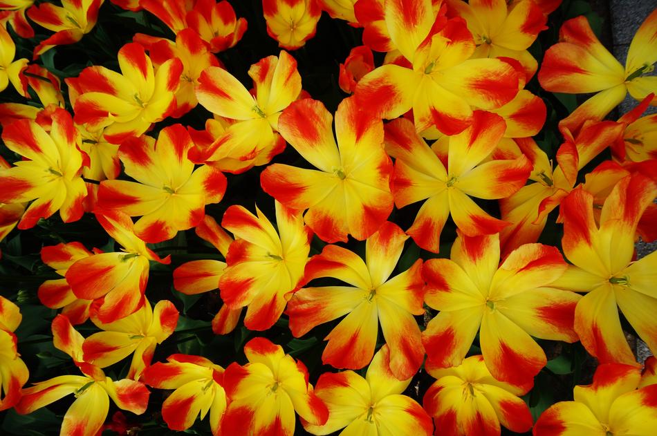 Autumn flowers background