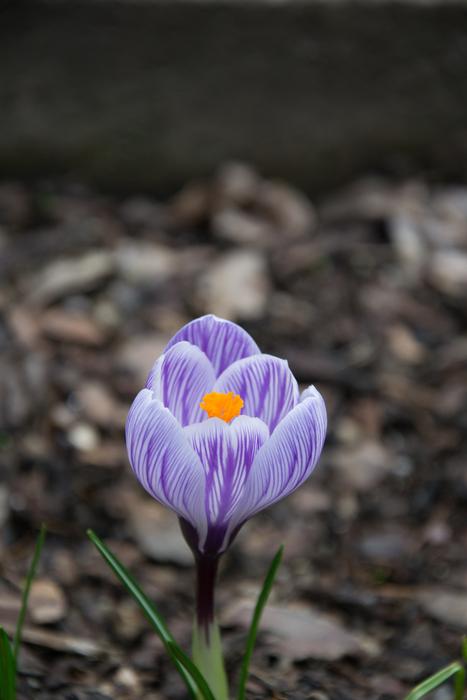 a big flower in the fall forest