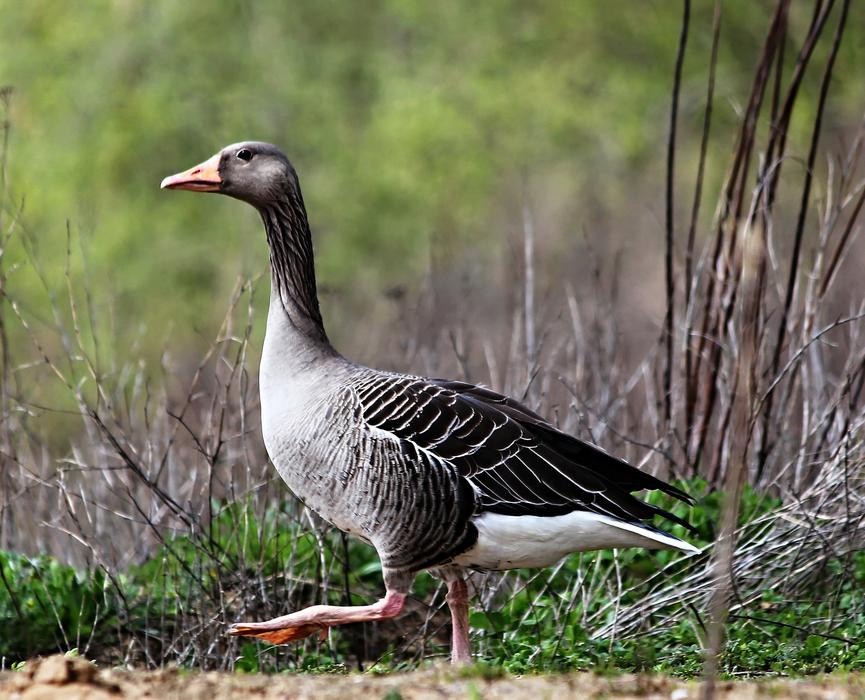 Goose Bird Wild Water