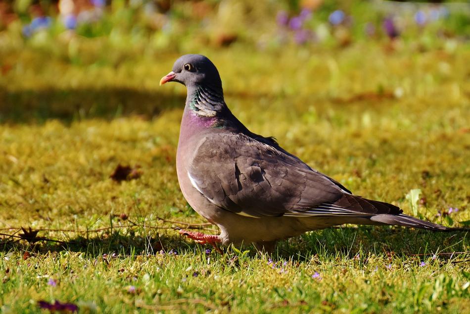 Ringdove Bird Plumage