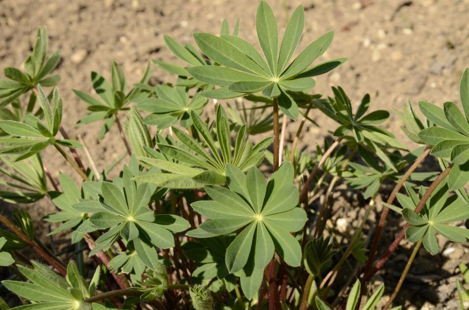 Sprout Lupin Leaves