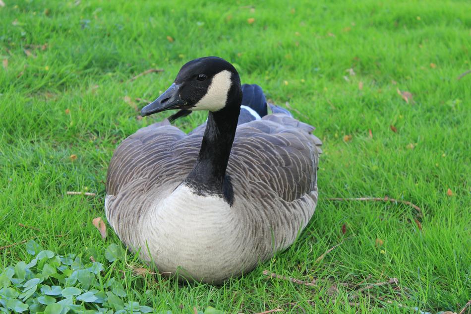 Goose Bird Wild