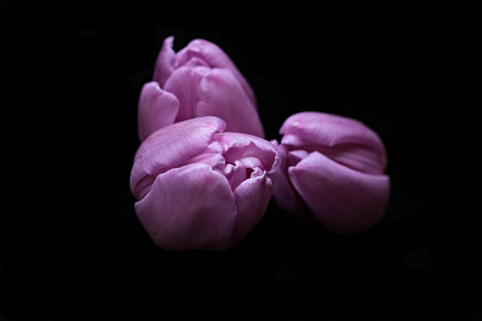 Tulips Flowers black