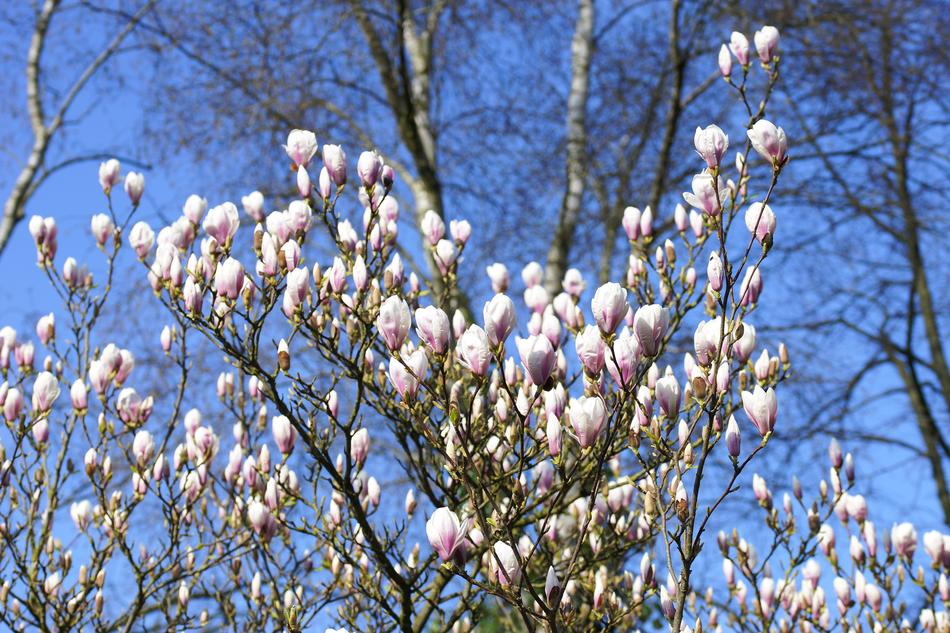 Magnolia Tulip Early