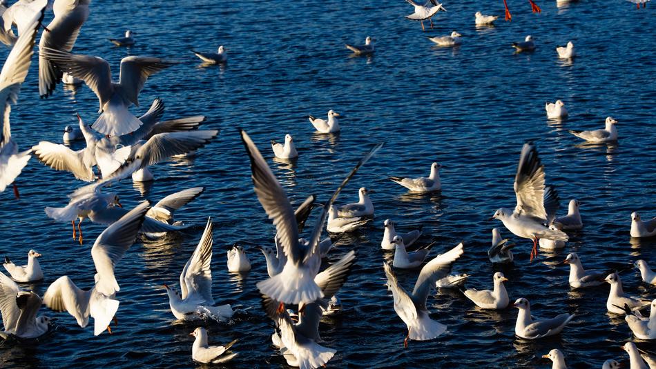 birds in the river