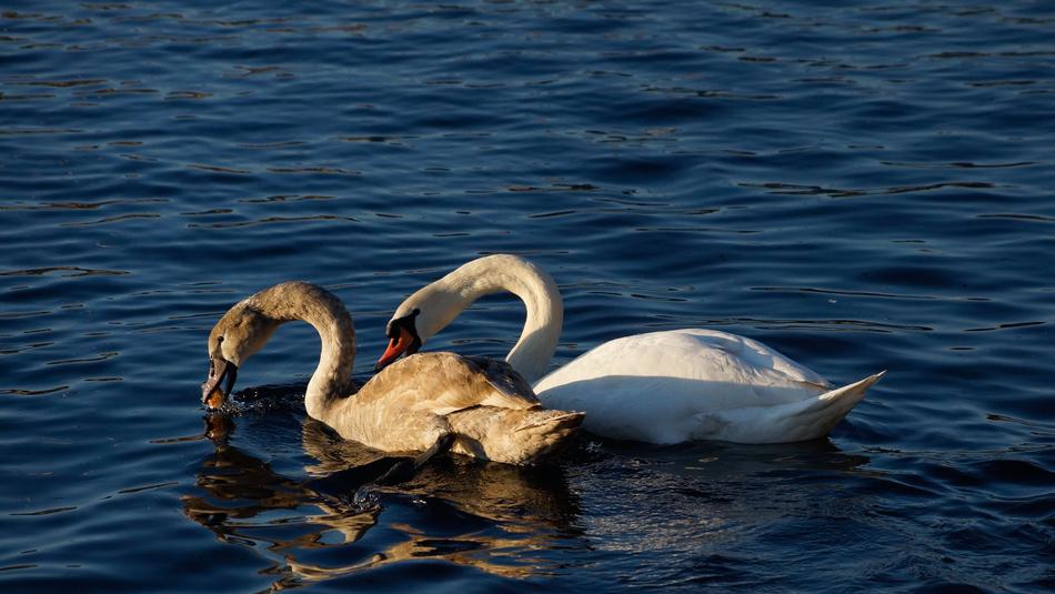 cute swans in the pond