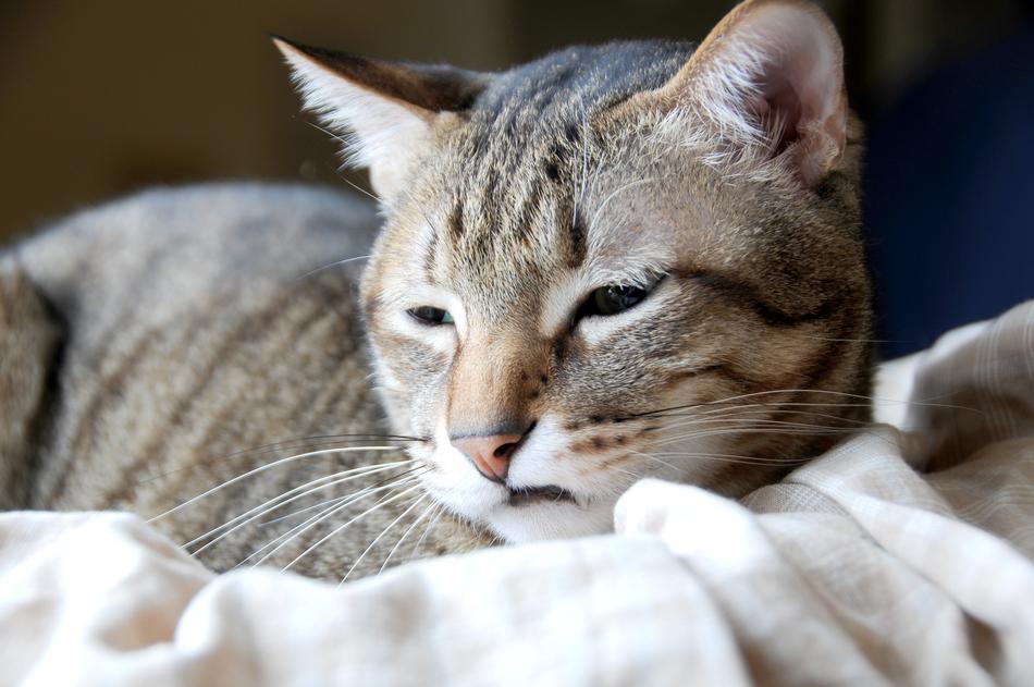 Cat Pet The
