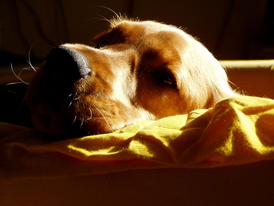Dog Animal Cocker