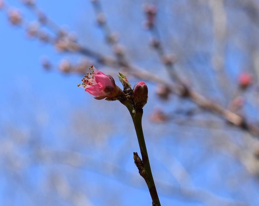 Peach Blossom Bud Opening