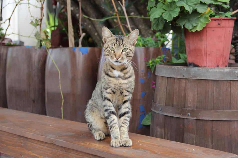 Cat Single Pet