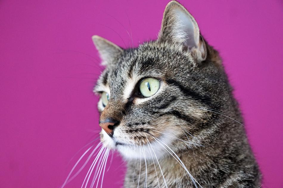Cat Mieze head