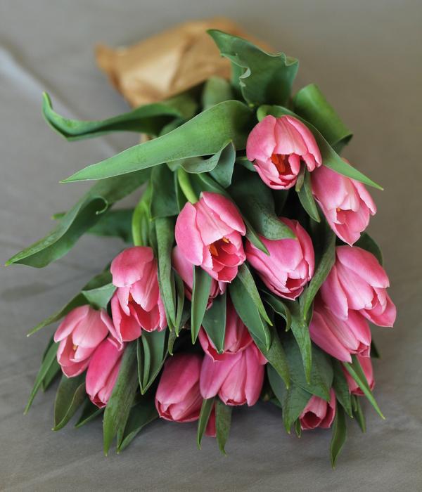 beautiful tulips in the foliage