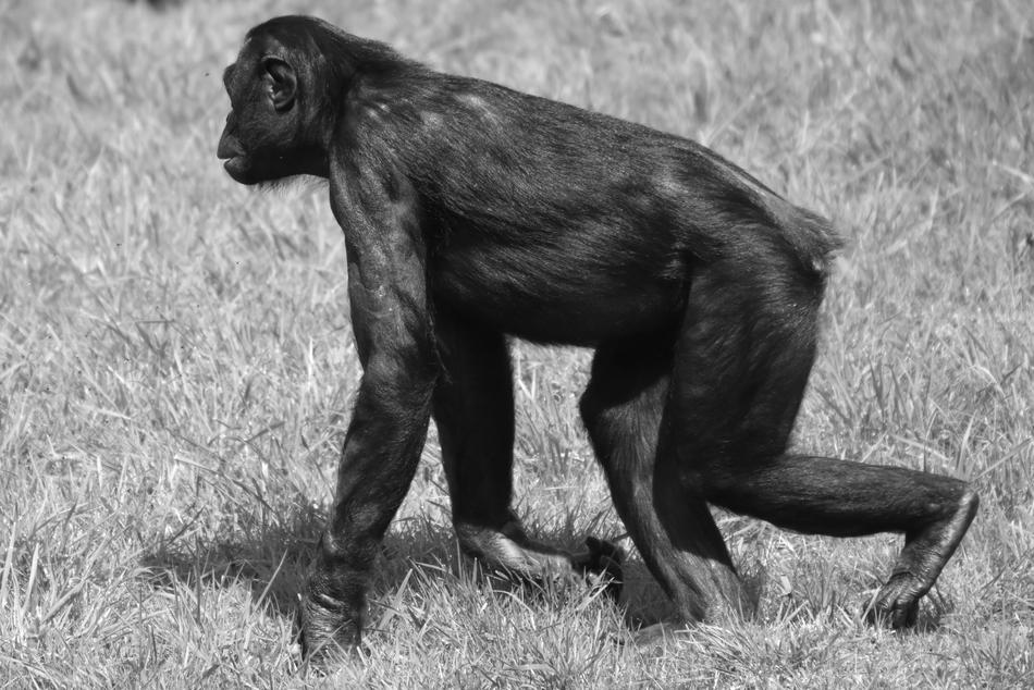 Monkey Animal Mammal