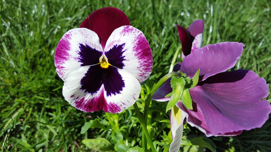 Pansy Flower Viola Tricolor