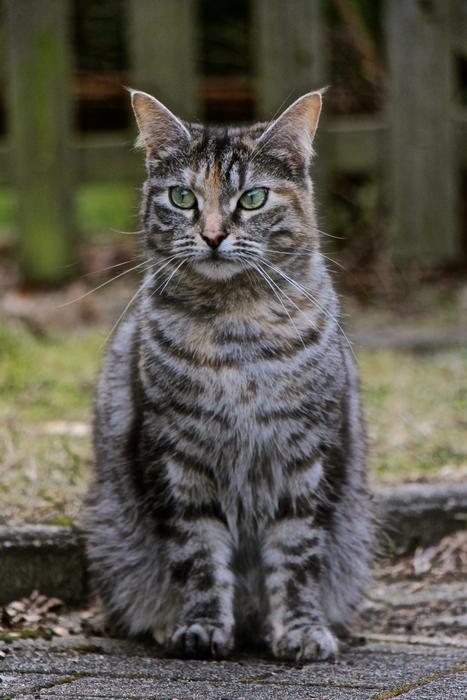 Cat Fur Grey
