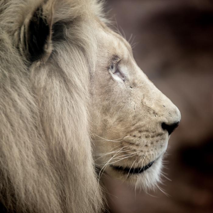 big lion on a brown background