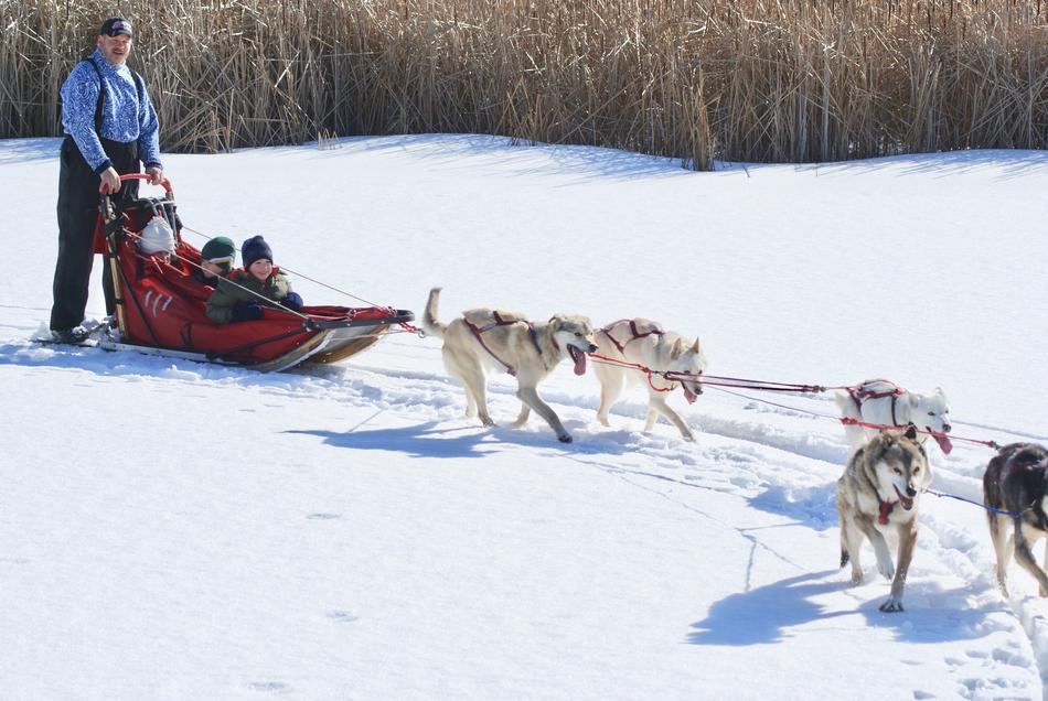 Ecotourism Dogsled Dog