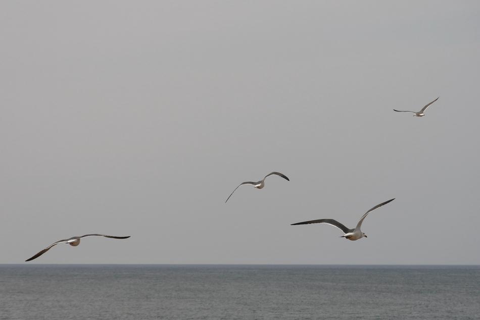 Animal Sky Sea