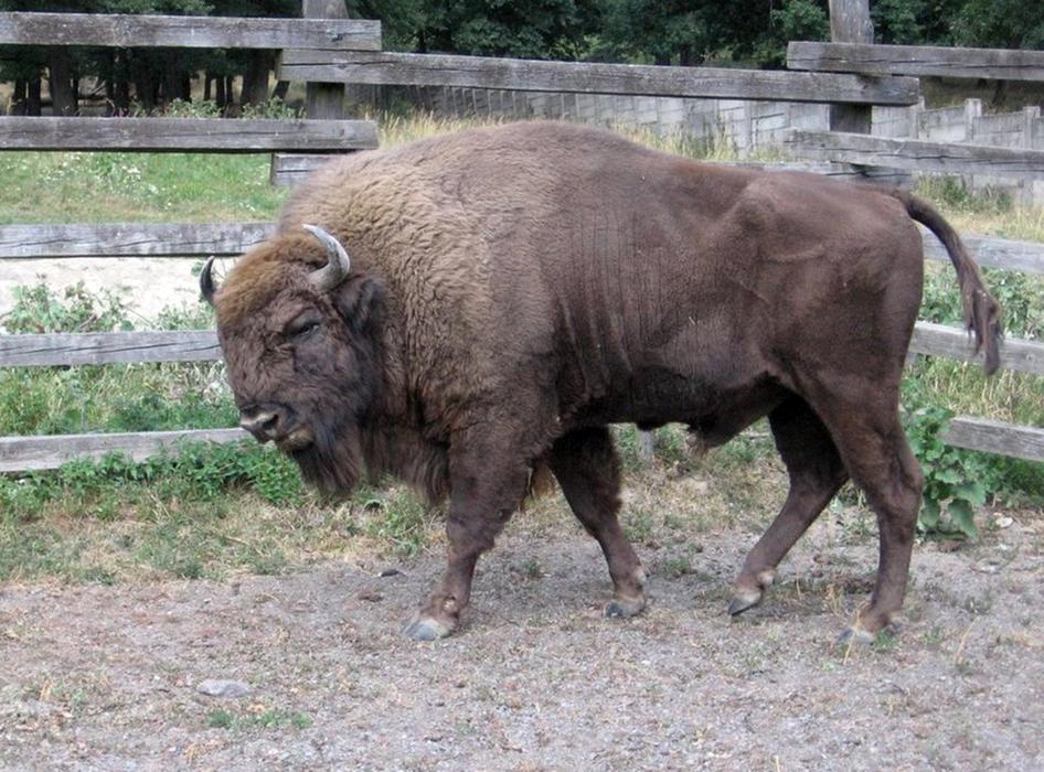 Zubria Park Animal