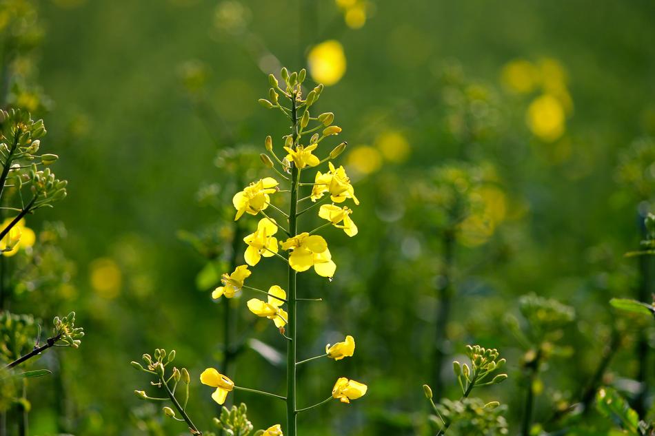 Oilseed Rape Blossom Field Of
